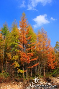 欧洲顶级赛事罗马帝人强势反弹战胜